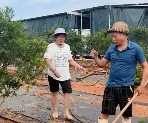 优选策略 全红婵回家摘荔枝 果园里的沉重心情