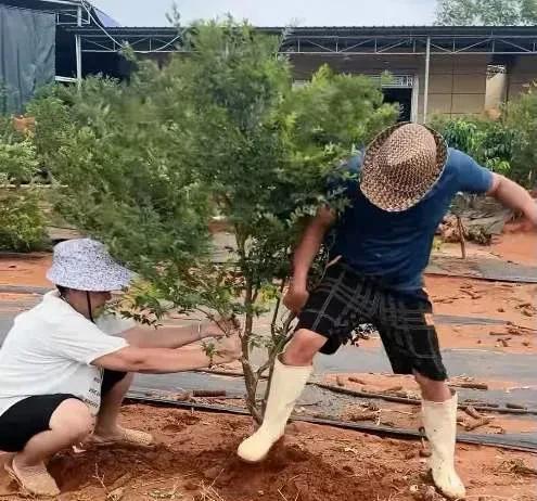全红婵回家摘荔枝 果园里的沉重心情